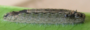 Hypochrysops miskini miskini - Final Larvae